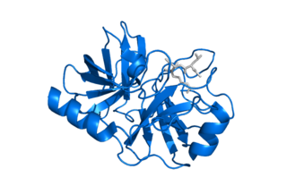 <span class="mw-page-title-main">Kallikrein-5</span> Protein-coding gene in the species Homo sapiens