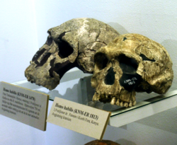 Caveiras de Homo habilis