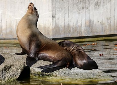 Female California sea lion and her pup