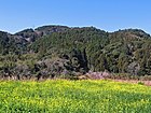 南房総市の菜の花畑