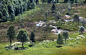 Kråmyrane vegetasjon Foto: Svein Harkestad