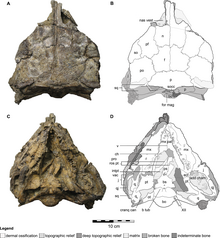 Kunbarrasaurus skull.png