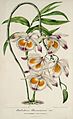 Dendrobium devonianum plate 145 in: Charles Antoine Lemaire: L'Illustration horticole (Orchidaceae), vol. 4, (1857)