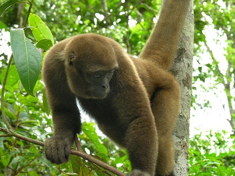 Uh Uh!! Ah Ah!! Macaco Aranha!!! Colorido. by GugaSchaner on