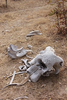 An elephant skull in Tanzania Laika ac Elephant Skull (9898721464).jpg