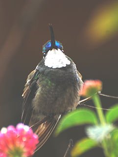 <span class="mw-page-title-main">Grey-tailed mountaingem</span> Species of hummingbird