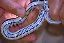 Lamprophiid Snake (Liophidium vaillanti) dedesubt (9625050430) .jpg