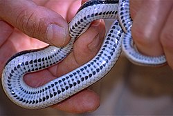 Lamprophiid Snake (Liophidium vaillanti) underside (9625050430).jpg