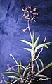 Epidendrum microphyllum plant Suriname