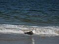 Larus marinus at Sandy Point, Ipswich, MA.jpg