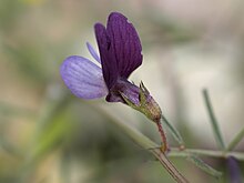 Lathyrus angulatus httpsuploadwikimediaorgwikipediacommonsthu