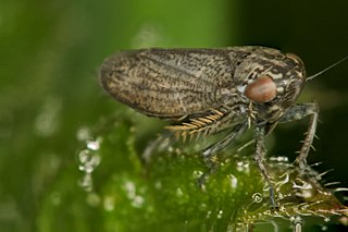 <i>Euscelis incisa</i> Species of true bug