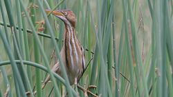 Least Bittern (8612269968).jpg