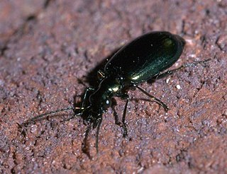 <i>Lebia viridis</i> Species of beetle