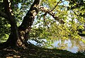 Čeština: Rybník mezi zámkem Lednice a Minaretem, národní přírodní rezervace Lednické rybníky v okrese Břeclav English: Pond between Lednice castle and Minaret in national nature reserve Lednické rybníky, Břeclav District