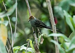 Leptasthenura pileata - ruosteinen kruunattu tissi-piikkihäntä - 2.jpg