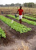 A boston lettuce plantation in northern Central African Republic