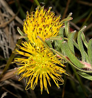 <i>Leucospermum gracile</i> The Hermanus pincushion is a shrub in the family Proteaceae from the Western Cape of South Africa