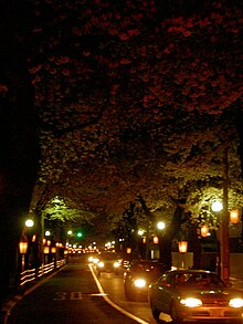 Lightup Sakura-Dori in Fuchu Tokyo Japan.jpg