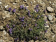 Linaria alpina