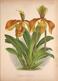 plate 132 Cypripedium villosum Paphiopedilum villosum