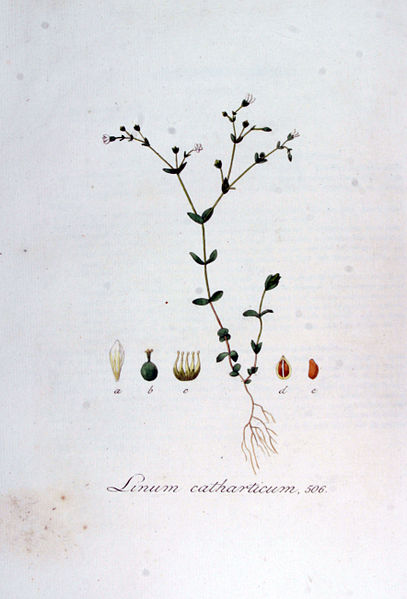 File:Linum catharticum — Flora Batava — Volume v7.jpg