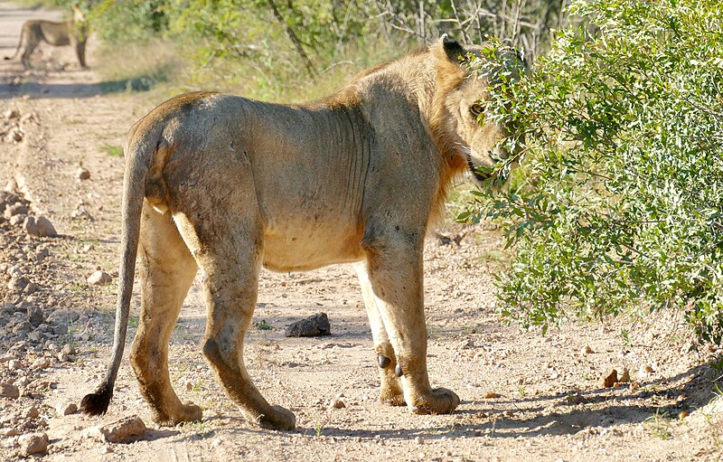 File:Lion (Panthera leo) young male checking a bush ... (52503928394).jpg