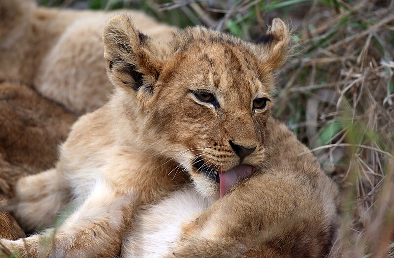 File:Lion cubs (51715158961).jpg