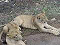 Lions at Bannerghatta National Park 4-24-2011 12-15-58 PM.JPG