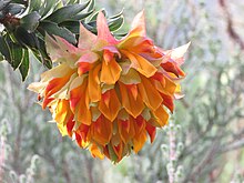 Liparia splendens Flower.jpg