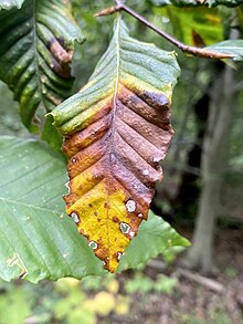 Example of BLD on a beech leaf. Litylenchus crenatae 161966913.jpg