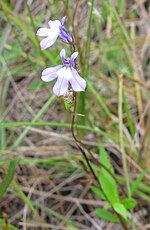 Lobelia kalmii üçün miniatür