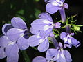 Lobelia elongata