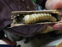 Longhorned Kumbang (Cacosceles newmannii) larva.jpg