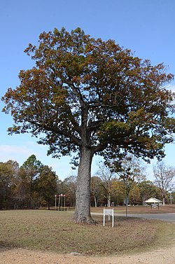Shade tree - Wikipedia