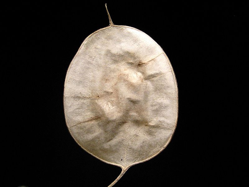 File:Lunaria annua 03 ies.jpg