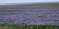 "Field" in Iceland 2007