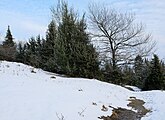 Deutsch: Naturschutzgebiet Mühlhauser Halde, Mühlhausen bei Schwenningen, Villingen-Schwenningen, Schwarzwald-Baar-Kreis, Baden Württemberg, Deutschland English: Nature reserve Mühlhauser Halde, Mühlhausen near Schwenningen, Villingen-Schwenningen, district Schwarzwald-Baar-Kreis, Baden Württemberg, Germany