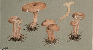 <i>Armillaria socialis</i> Species of fungus