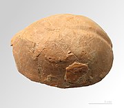 Fossil of an Hemipneustes pyrenaicus (Holasteroida). MHNT - Hemipneustes pyrenaicus - 1.jpg
