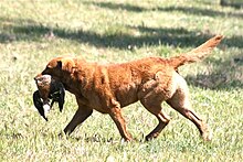 A Chesapeake Bay Retriever returning with a Mallard duck MH Chesapeake.jpg