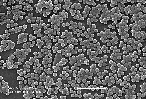 This 2005 scanning electron micrograph (SEM) depicts numerous clumps of methicillin-resistant S. aureus (MRSA) bacteria.