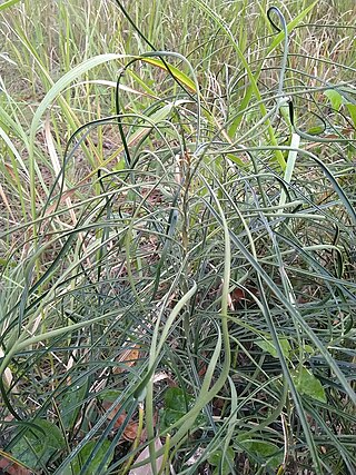 <i>Macrozamia parcifolia</i> Species of cycad