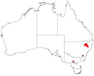 <i>Macrozamia stenomera</i> Species of cycad