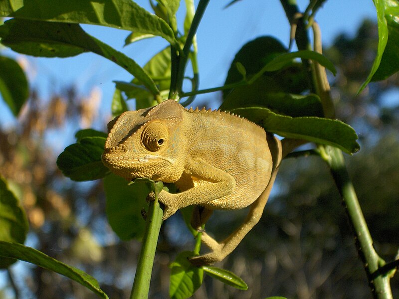 File:Madagascar-Chameleon.jpg