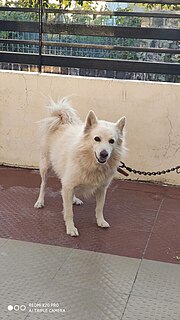 Indian Spitz Dog breed