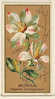 Thumbnail for File:Magnolia (Magnolia Soulangeana), from the Flowers series for Old Judge Cigarettes MET DP822045.jpg