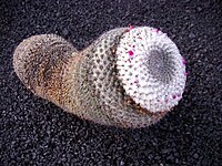 Mammillaria klissingiana.jpg