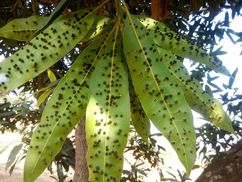 File:Mango leaf gall midge on leaves.jpg