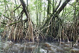 Mangrovie del fiume Malanza (São Tomé) (6) .jpg